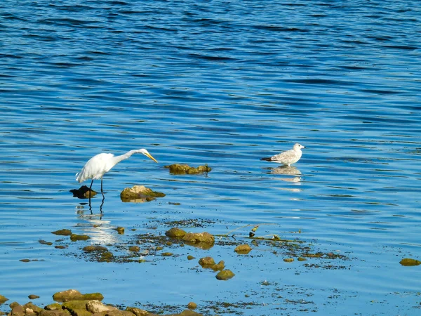 Кольцеклювая Чайка Большая Цапля Птиц Стоят Мелководье Озера Ярко Голубой — стоковое фото