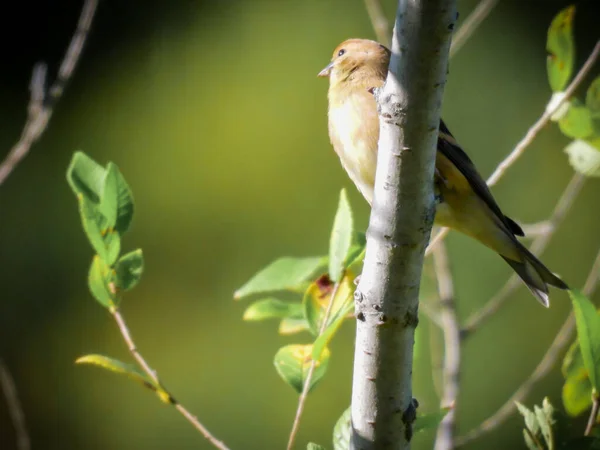 Americký Goldfinch Pták Větvi Stromu Slunečním Světlem Prsou Měkké Zelené — Stock fotografie