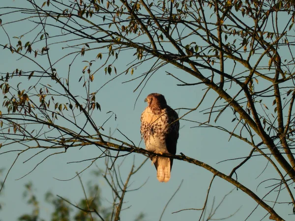 Kırmızı Kuyruklu Kuşu Sabah Güneş Işığında Neredeyse Çıplak Sonbahar Ağacı — Stok fotoğraf