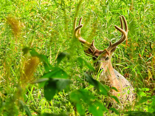 オスバック明るい緑の夏の葉の中に隠れているとしてベルベットに覆われた足首を持つ白尾鹿 — ストック写真