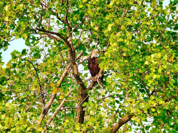 Águila Calva Aves Rapaces Encaramadas Alto Árbol Día Verano Escondiéndose — Foto de Stock