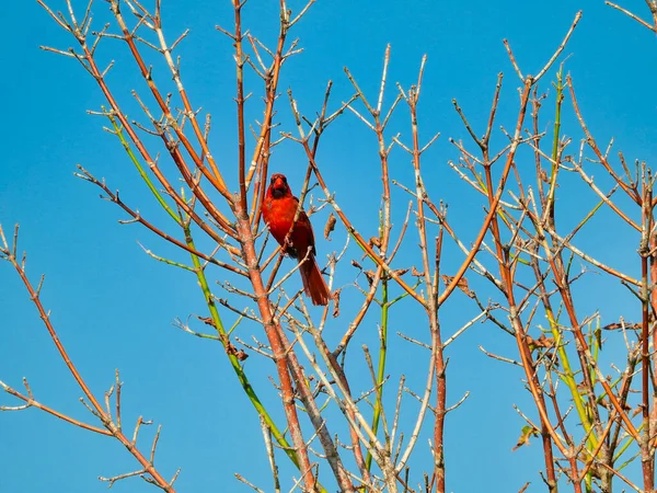 Red Northern Cardinal Bird Perched Bare Branches Looking Forward Showing — Stock Photo, Image