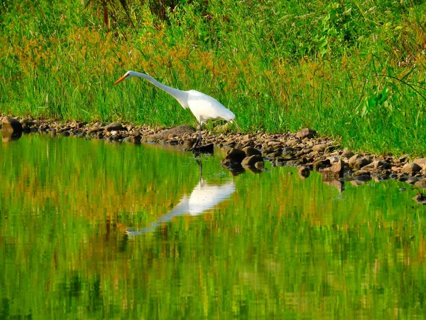 Great Egret Bird Tient Sur Côté Lac Avec Cou Étendu — Photo