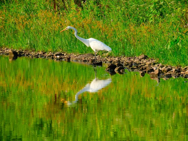 Great White Egret Bird Standing Shallow Water Neck Outstretched Full — Stock Photo, Image