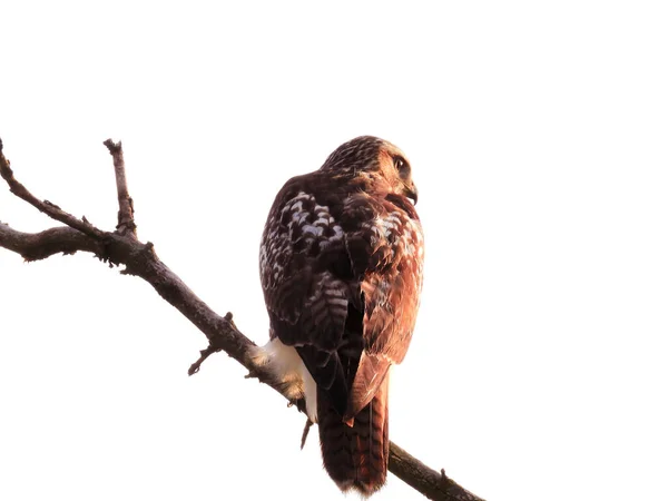 Red Tail Hawk Bird Prey Raptor Empoleirado Ramo Com Olhar — Fotografia de Stock