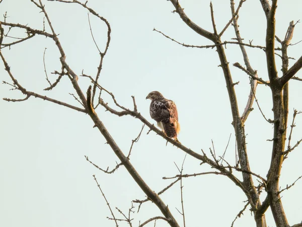 Faucon Queue Rouge Oiseau Proie Rapace Perché Sur Branche Arbre — Photo