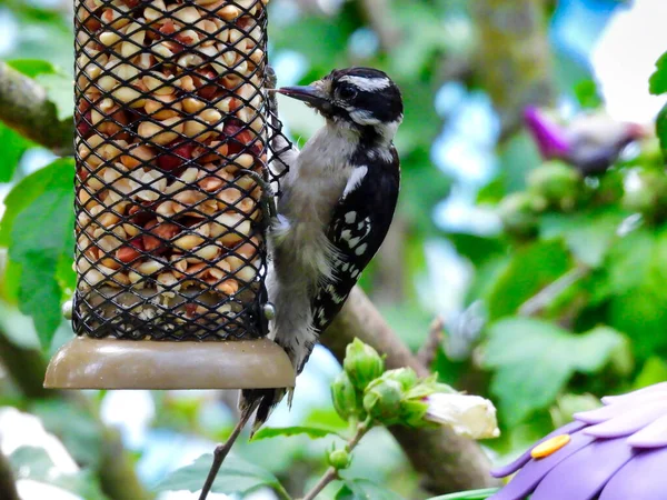 Pássaro Pica Pau Downy Come Alimentador Pássaros Cheio Amendoim Sua — Fotografia de Stock