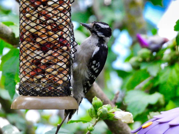 Pássaro Pica Pau Downy Pendura Alimentador Pássaros Que Agarra Lanche — Fotografia de Stock