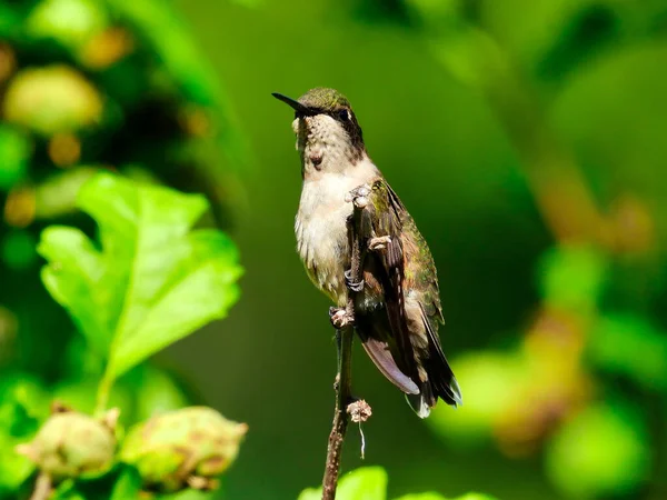 Young Male Ruby Throated Hummingbird Shows His Single Red Feather — Stock Photo, Image