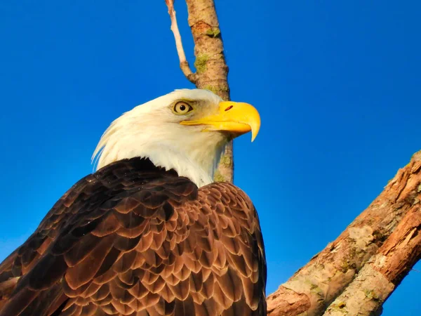 Closeup Head Bald Eagle Bird Prey Raptor Perched Bare Tree — Stock Photo, Image