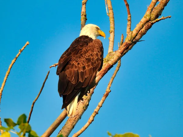 Primer Plano Del Águila Calva Raptor Aves Rapaces Encaramado Árbol — Foto de Stock