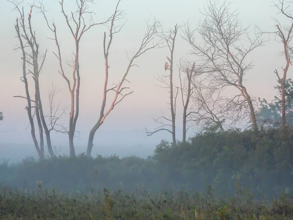 Misty Sunrise Bare Trees Red Tailed Hawk Bird Prey Raptor — Stock Photo, Image