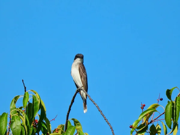 Východní Kingbird Pták Usazený Vysoké Větvi Stromu Obklopen Zelenými Listy — Stock fotografie