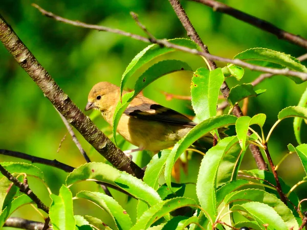 Female American Goldfinch Bird Perched Profile View Bright Green Leaves — Stock Fotó