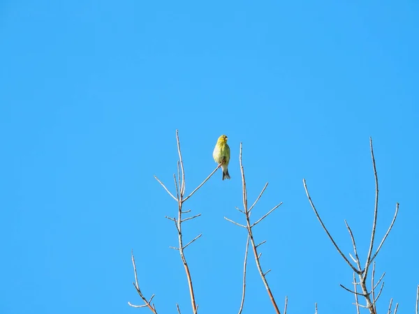 외로운 아메리카 검은가슴물떼새가 하늘의 여름날 아래떠다니는 가지에 — 스톡 사진