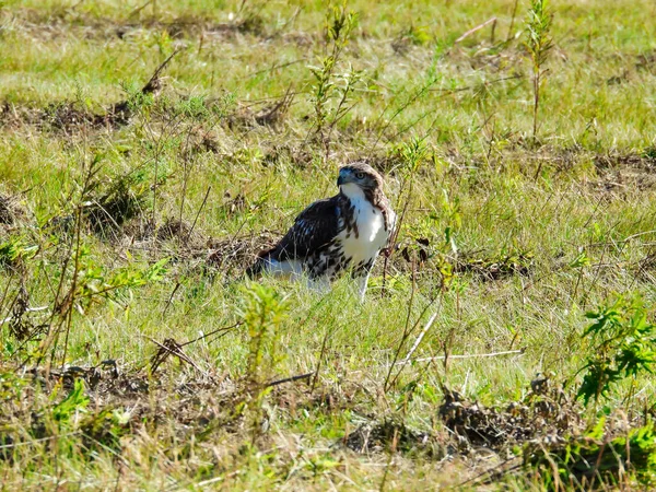 Pájaro Halcón Cola Roja Raptor Sentado Suelo Campo Mira Hacia —  Fotos de Stock