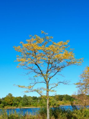 Bal Çekirgesi Ağacı Sarı Düşen Yaprak Renkleri Göl kıyısında Çalıların Arasında Canlı Mavi Gökyüzü Dikey