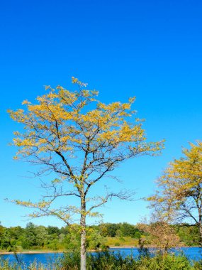 Sarı Düşen Yaprak Renkleriyle Bal Çekirgesi Ağacı Canlı Mavi Gökyüzü ve Arka plan Dikey Gölü
