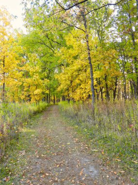 Parlak Sarı Sonbahar Yaprakları 'na Giden Orman Yolu Yüksek Çimenler Arasındaki Çimen Yolunu Kirletir