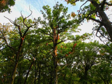 Sonbaharda Dönmeye Başlayan Meşe Ağacına Bakmak Reed 'in Dokunuşuyla Yaklaşır Mavi Gökteki Bulutlarla Yapraklar