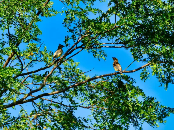 Πουλιά Cedar Waxwings Σκαρφαλωμένα Ένα Δέντρο Πράσινα Φύλλα Γύρω Τους — Φωτογραφία Αρχείου