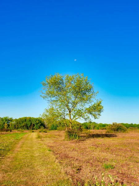 Lone Tree on a Prairie as Its Leaves Turns for Autumn on a Sunny Fall Day with Bright Blue Sky and Moon Shining in the Daytime Above Tree in Scenic Landscape View