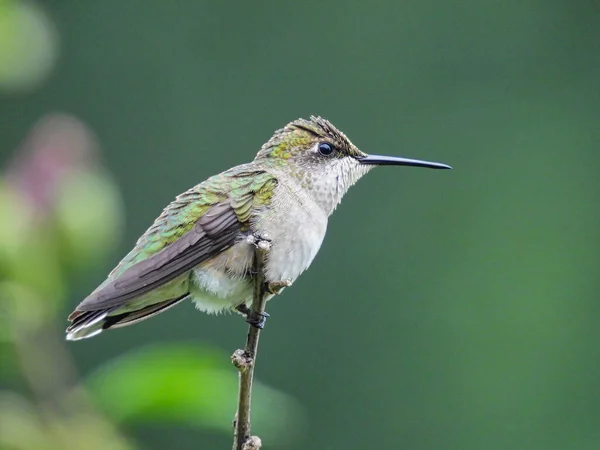 Colibrí Una Rama Colibrí Garganta Rubí Encaramado Una Rama Sus — Foto de Stock