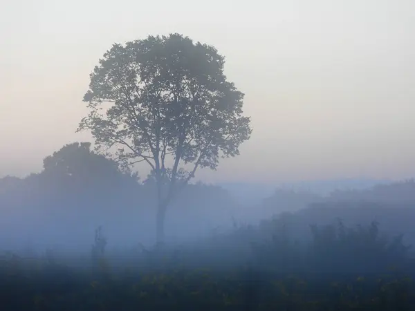 Misty Λιβάδι Ανατολή Μονό Δέντρο Διάφορες Σκιές Του Ηλιακού Φωτός — Φωτογραφία Αρχείου