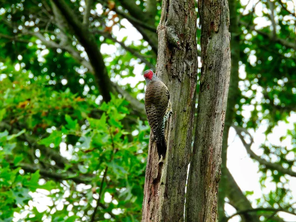 Pájaro Carpintero Tronco Del Árbol Pájaro Carpintero Parpadeante Del Norte —  Fotos de Stock