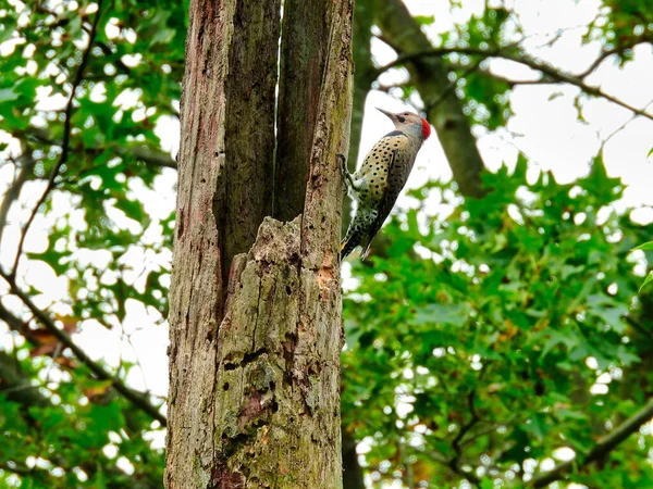 背景に緑の森を持つ穴に乗って死んだ木の幹の側に北のフリッカーキツツキ鳥の手 — ストック写真