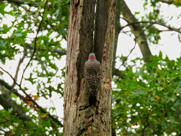 Northern Flicker Woodpecker Bird Como Visto Por Trás Das Costas — Fotografia de Stock
