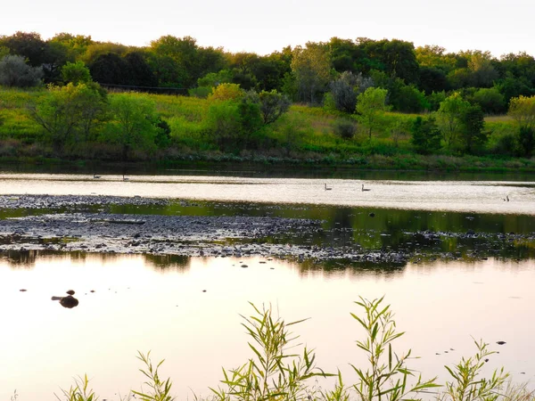 Lac Dans Forêt Oies Nagent Travers Lac Qui Trouve Dans — Photo