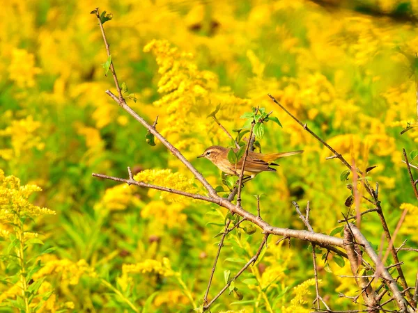 Sarı Boğaz Bülbül Kuşu Güneş Işığında Bir Yaz Goldenrod Yaban — Stok fotoğraf