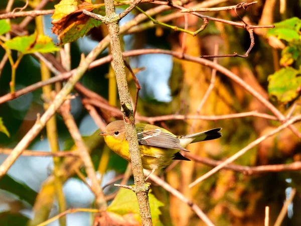 Pino Parula Uccello Appollaiato Tra Rami Del Pennello Mattino Alba — Foto Stock