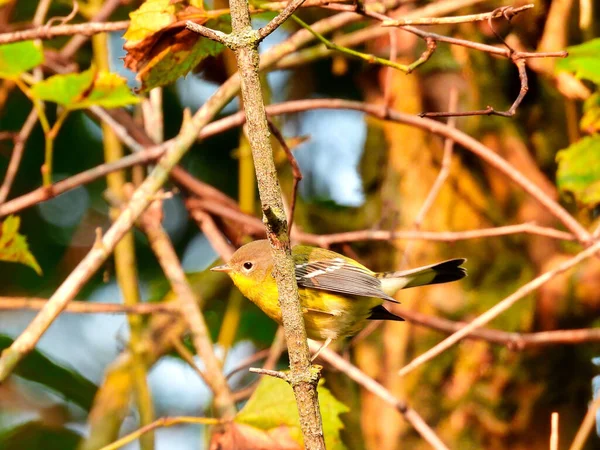 Kiefernsänger Vogel Hockte Den Zweigen Morgen Sonnenaufgang Einem Warmen Sommertag — Stockfoto