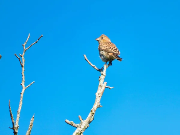 Pássaro Ramo Pássaro Tentilhão Casa Empoleirado Topo Galho Árvore Olhando — Fotografia de Stock