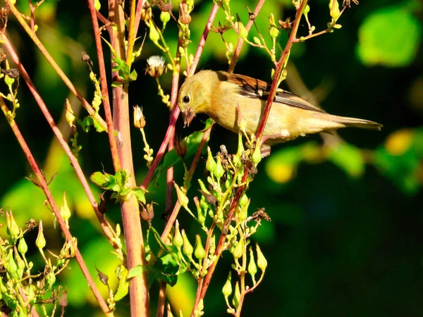 Oiseau Jaune Sur Une Branche Oiseau Chardonneret Amérique Perché Sur — Photo