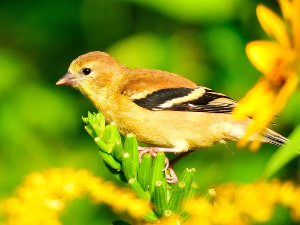 Yellow bird on a wildflower: American Goldfinch bird female is perched on a goldenrod wildflower eating the flower buds in the bright morning sunshine on a summer day in this closeup of a songbird