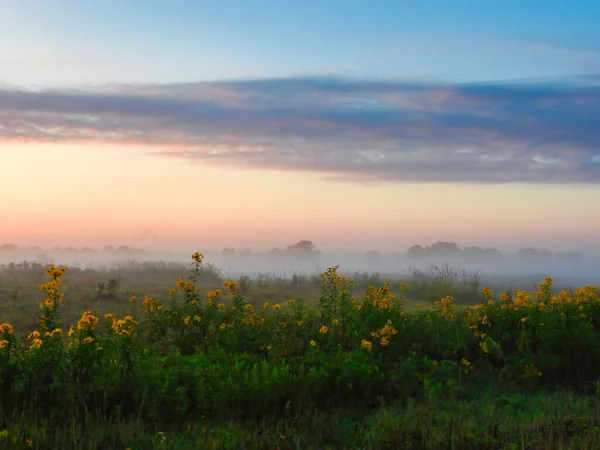 Sunrise over the field: Morning sunrise over a field on the edge of the forest with mist over yellow daisy-like flowers trees showing behind with orange pink and blue sky with a streak of clouds