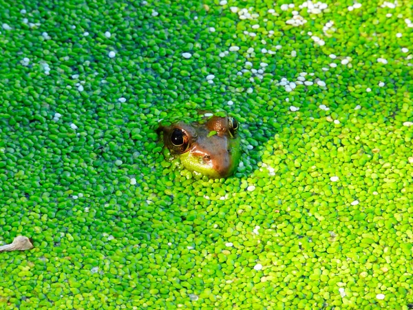Лягушка Пруду Лягушка Бык Погруженная Пруд Ярко Зеленым Цветком Утки — стоковое фото