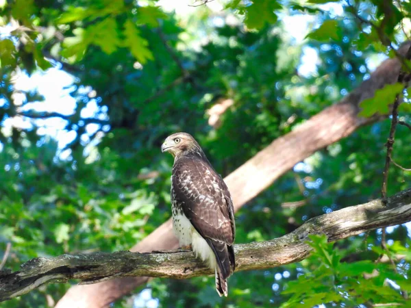 Pájaro Halcón Cola Roja Raptor Presa Encaramado Una Rama Árbol — Foto de Stock