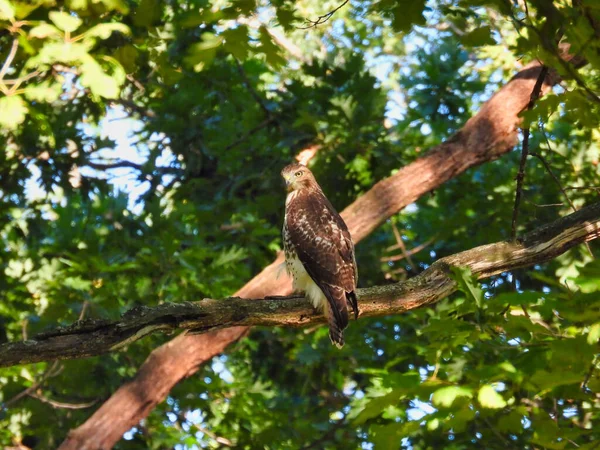 森の中の鷹狩り 夏の日に獲物を狩る際に森の太い裸の木の枝に腰掛けているので 強い視線で獲物の猛禽類の赤い尾の鷹の鳥 — ストック写真