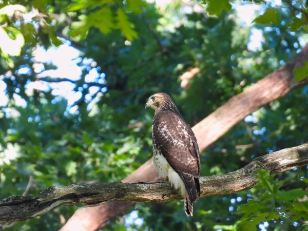 Falkenjagd Wald Rotschwanzfalke Jagt Einem Sommertag Wald Von Einem Barsch — Stockfoto