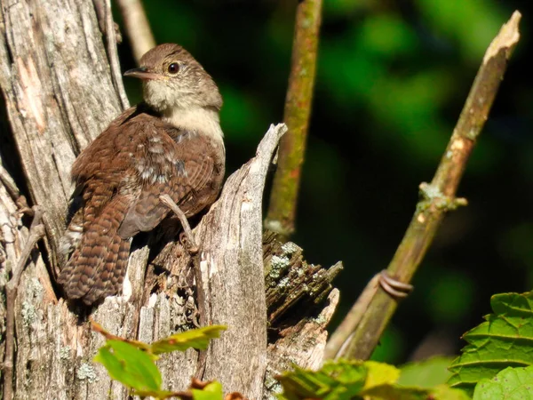 Hus Wren Fågel Uppflugen Bruten Utanför Träd Stam Ser Över — Stockfoto