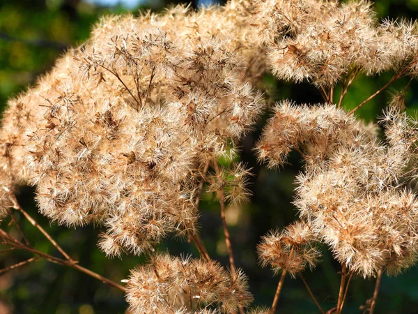 Großaufnahme Von Wildblumen Herbst Eine Einst Lebendige Blume Verwandelt Sich — Stockfoto