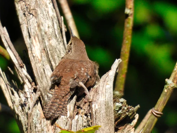 Casa Pájaro Wren Encaramado Tronco Roto Árbol Mira Hacia Cielo —  Fotos de Stock