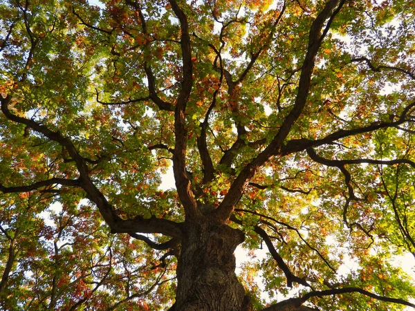 Oak Tree Autumn Mix Fall Color Leaves Looking Tree Top — 스톡 사진