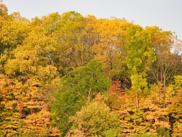 Paisagem Florestal Queda Completa Com Mistura Vibrante Cores Licença Outono — Fotografia de Stock