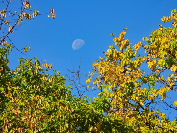 Árvore Com Outono Folhas Amarelas Com Céu Brilhante Dia Azul — Fotografia de Stock