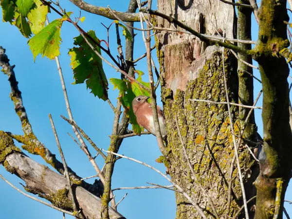 Östlicher Blauvogel Hockt Auf Der Seite Eines Baumstammes Mit Ein — Stockfoto